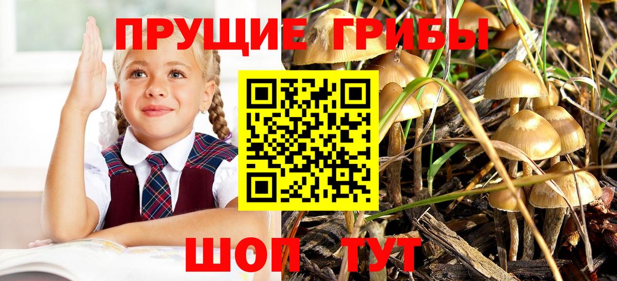 Псилоцибиновые грибы GOLDEN TEACHER  Вход с VPN  Курганинск 